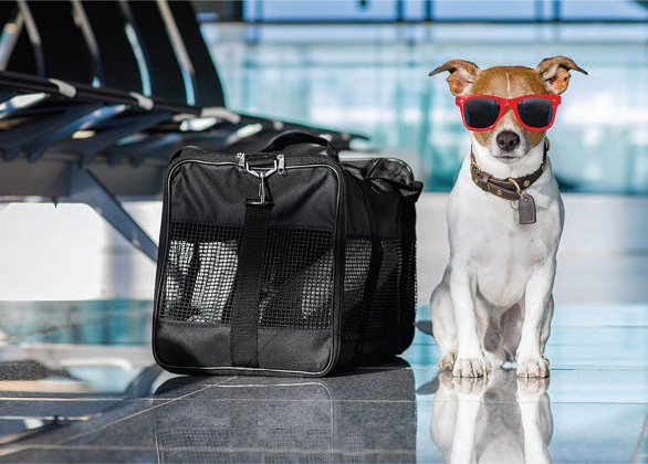 Transporte de pets Confins